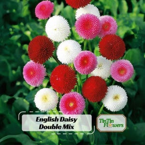 Exotic Plants N Seeds - Etsy