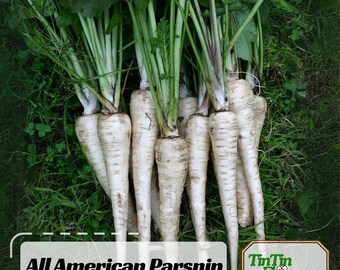 All American Parsnip Seeds- Flower seeds~ Vegetable seeds~ Asian Garden- Fruits-Garden Seeds- parsnip seeds  . #6046