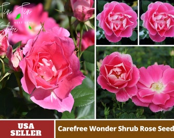 Pink Carefree Wonder Rose Seeds-Perennial -Authentic Seeds-Flowers -Organic. Non GMO-Mix Seeds for Plant-B3G1#1114