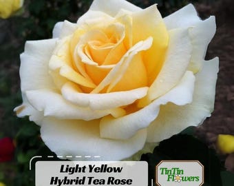 10 Rose Rosa Flower Seeds HW96109-517 - Etsy