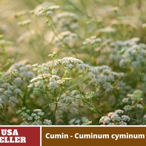 45 Seeds Cumin Cuminum cyminum Seeds Authentic Seeds GMO Free Vegetable Herb B3G1 6015 image 2