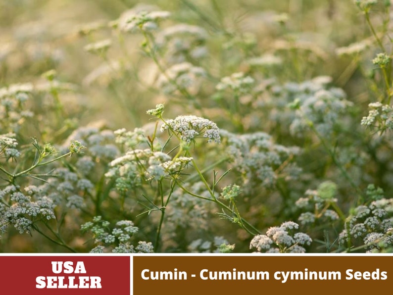 45 Seeds Cumin Cuminum cyminum Seeds Authentic Seeds GMO Free Vegetable Herb B3G1 6015 image 2