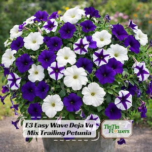 May include: A vibrant mix of trailing petunias in a pot. The flowers are a mix of white, deep purple, and purple-and-white star patterns. The text on the image reads "E3 Easy Wave Deja Vu Mix Trailing Petunia."