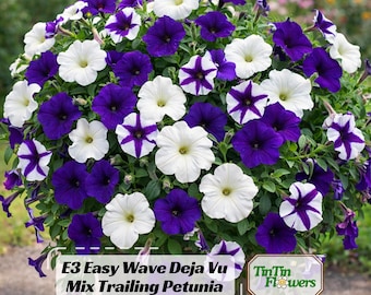 E3 Easy Wave Deja Vu Mix Trailing Petunia Seeds - Spreading Petunia - Multicolor Blooms - Cascading Flower For Baskets Beds