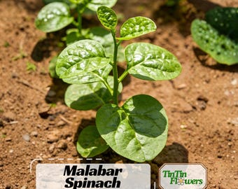 Big Round Leaf Malabar Spinach Seeds - Heirloom Climbing Vine - Heat Loving Fast Growing Green Leaves for Garden