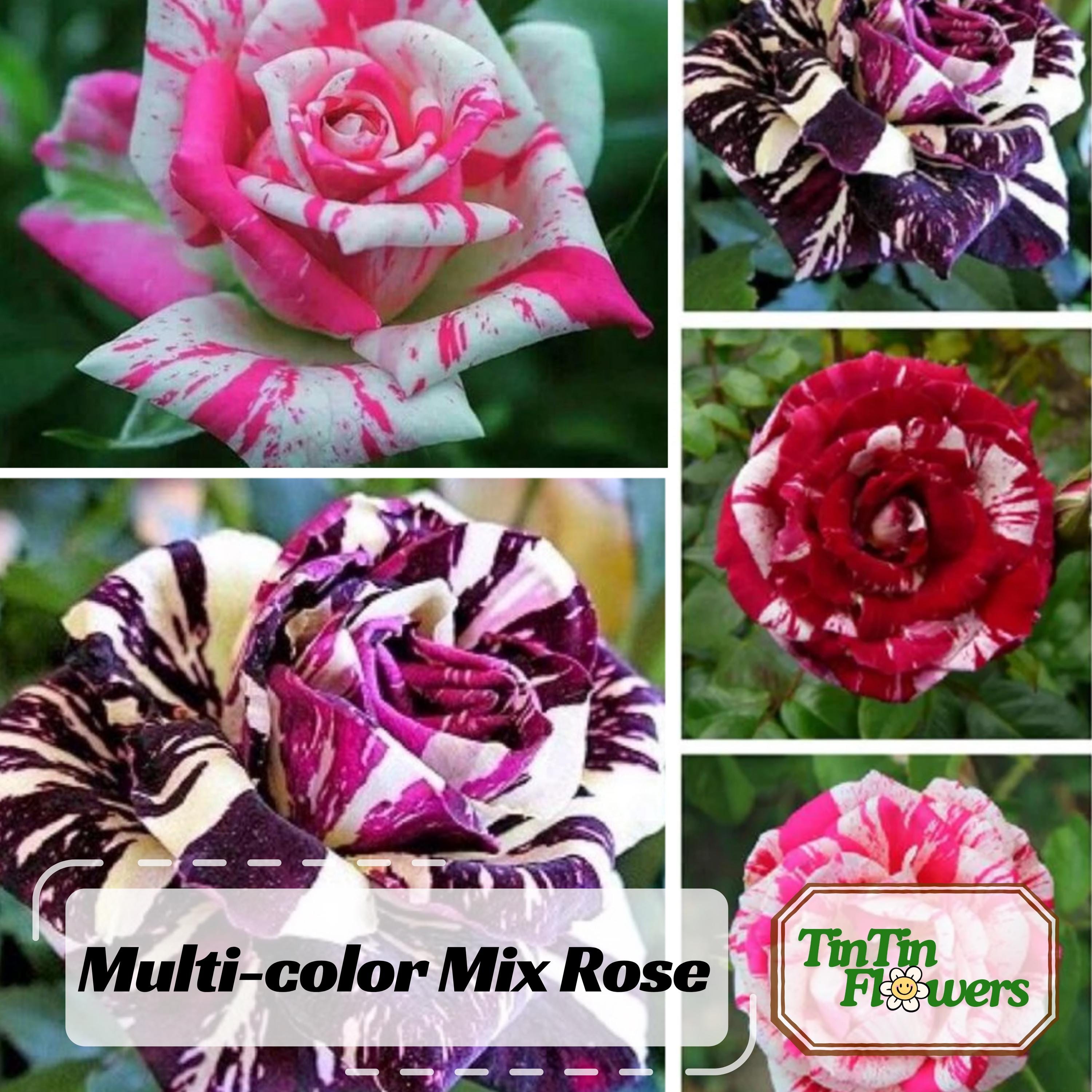 Home Garden Rose Seeds 1000 Pcs Rainbow Rose Seeds - Multi-Colored Rose ...
