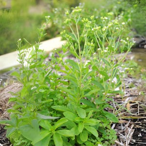 May include: A close-up shot of a stevia plant with vibrant green leaves and delicate white flowers. The plant is in a natural outdoor setting, with other greenery in the background. The image highlights the plant's fresh, healthy appearance.