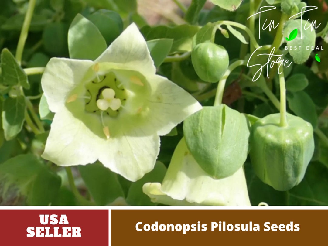 60 Seeds Poor Man's Ginseng Seeds Perennial authentic Seedsflowers