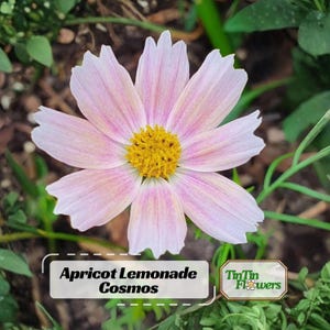 May include: A single Apricot Lemonade Cosmos flower with pale pink and white petals radiating from a bright yellow center. A white rectangular label with the text Apricot Lemonade Cosmos and a TinTin Flowers logo are overlaid on the image.