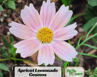Pink Apricot Lemonade Cosmos Seeds | Open-Pollinating - Clumping - Easy To Grow - Planting In Spring/ Summer