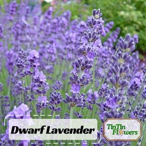 100s|Dwarf Lavender-Little Lady Seeds-Perennial -Authentic Seeds-Flowers -Organic. Non GMO -Mix Seeds for Plant-. #C002