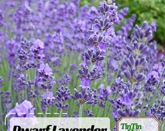 100s|Dwarf Lavender-Little Lady Seeds-Perennial -Authentic Seeds-Flowers -Organic. Non GMO -Mix Seeds for Plant-. #C002