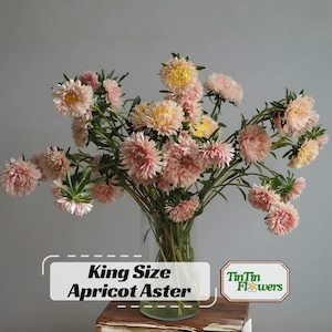 King Size Apricot Aster Seeds - Callistephus Chinensis - Asteraceae - Seed for Flower Gardens & Pollinator Butterflies