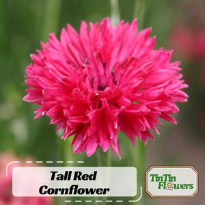 Tall Red Cornflower Seeds - Authentic Seeds - Perennial~GMO Free ~Flower seeds ~ Asian Garden~ Herbs B5G1 #6009