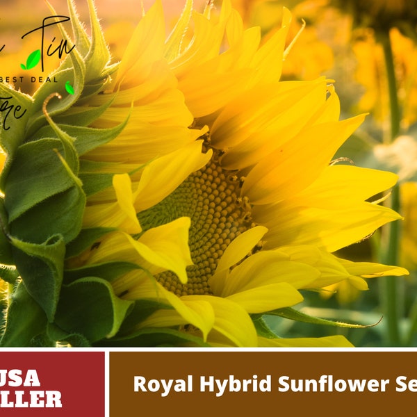 Royal Hybrid Sunflower Seeds Etsy