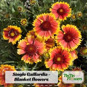 May include: A close-up of a group of single Gaillardia Blanket flowers. The flowers are a mix of red, yellow, and orange. The text "Single Gaillardia - Blanket flowers" is visible at the bottom of the image. The text "TinTin Flowers" is visible in the bottom right corner of the image.