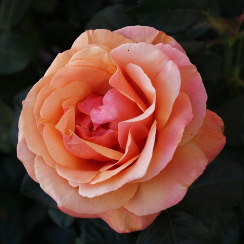 TinTinTinFlowers Anna's Promise Rose Seeds - Thumbnail 2