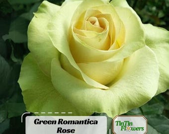 10 Rose Rosa Flower Seeds HW96109-517 - Etsy