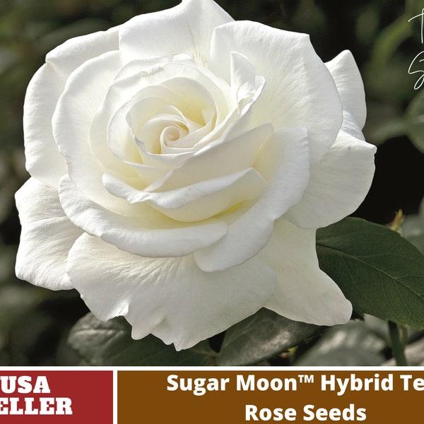 White Sugar Moon Hybrid Flower Rose Seeds- Perennial -Authentic -Flowers -Organic. Non GMO -Seeds-Mix Seeds for Plant-B3G1 #1046.