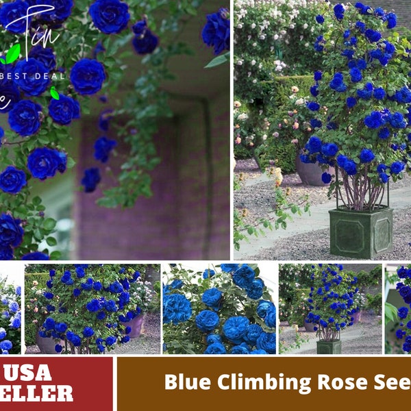 Blue Climbing Rose Seeds -Perennial -Authentic Seeds-Flowers -Organic. Non GMO -Vegetable Seeds-Mix Seeds for Plant-B3G1#1112