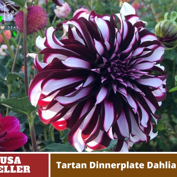 Giant Dinnerplate Dahlia Seeds - Perennial -Authentic Seeds-Flowers -Organic. Non GMO-Mix Seeds for Plant-B3G1#D035.