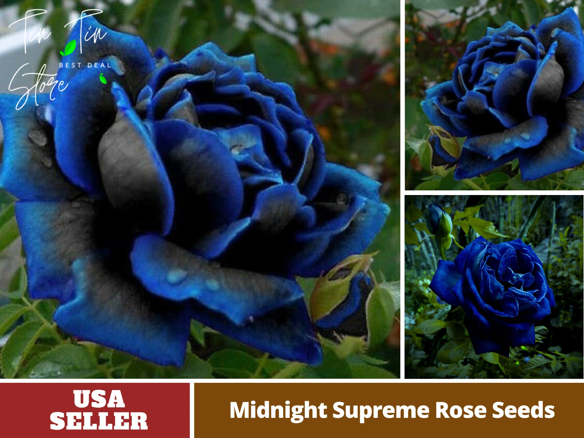 Midnight Blue Supreme Rose Seed perennial-authentic Seeds-flowers organic.  Non Gmo-mix Seeds for Plant-b3g1 1067 -  Canada