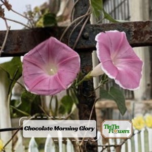 Chocolate Morning Glory Seeds-Authentic Seeds-Perennial-Flowers -Ipomoea-Fast Growing-Self-Pollinating-Plant in Summer/Early Fal