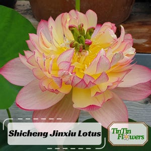 5+ Rare Seeds| Shicheng Jinxiu Lotus Seeds  - Indian Lotus (Nelumbo nucifera) Seeds - Flower Seeds - Lotus Seeds Home Depot #Q029