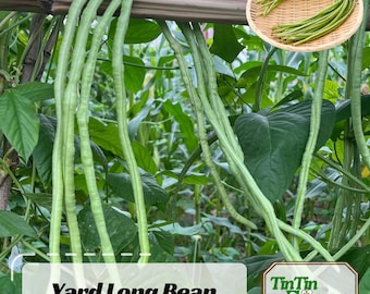 Yard Long Bean Seeds – Asparagus Bean Snake Bean Chinese Long Bean, Heirloom  Non-GMO, High Yield Easy to Grow Garden Seeds