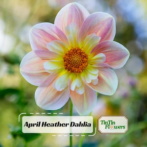 Heather Seeds - Etsy