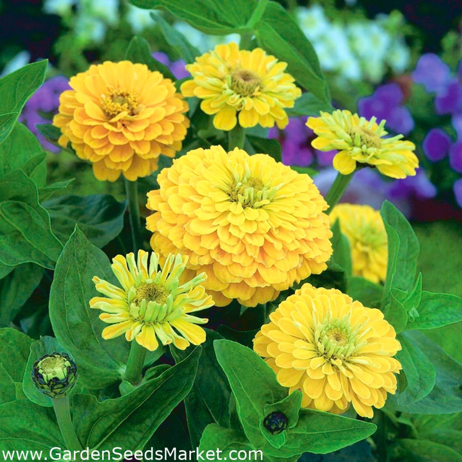Zinnia Canary Bird Seeds Large Yellow Blooms Etsy