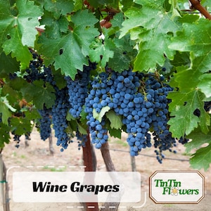 Grapes Wine Seeds- Asian Garden~ Fruits -Authentic Seeds-Flowers -Organic-Seed packets- Non GMO -Vegetable Seeds-Mix Seeds for Plant #6036