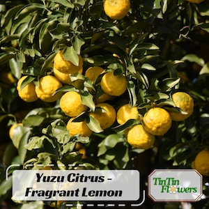Yuzu Citrus Tree - Etsy