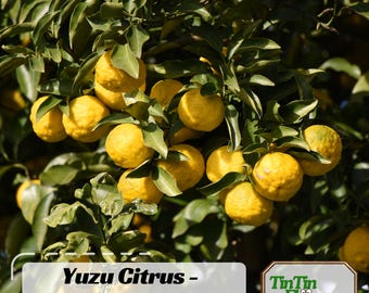 Yuzu Citrus Seeds - Fragrant Lemon Tree Seeds - Japanese Yuzu Plant - Hardy Fruit Seeds - Grow Lemon Indoors Or Outdoors