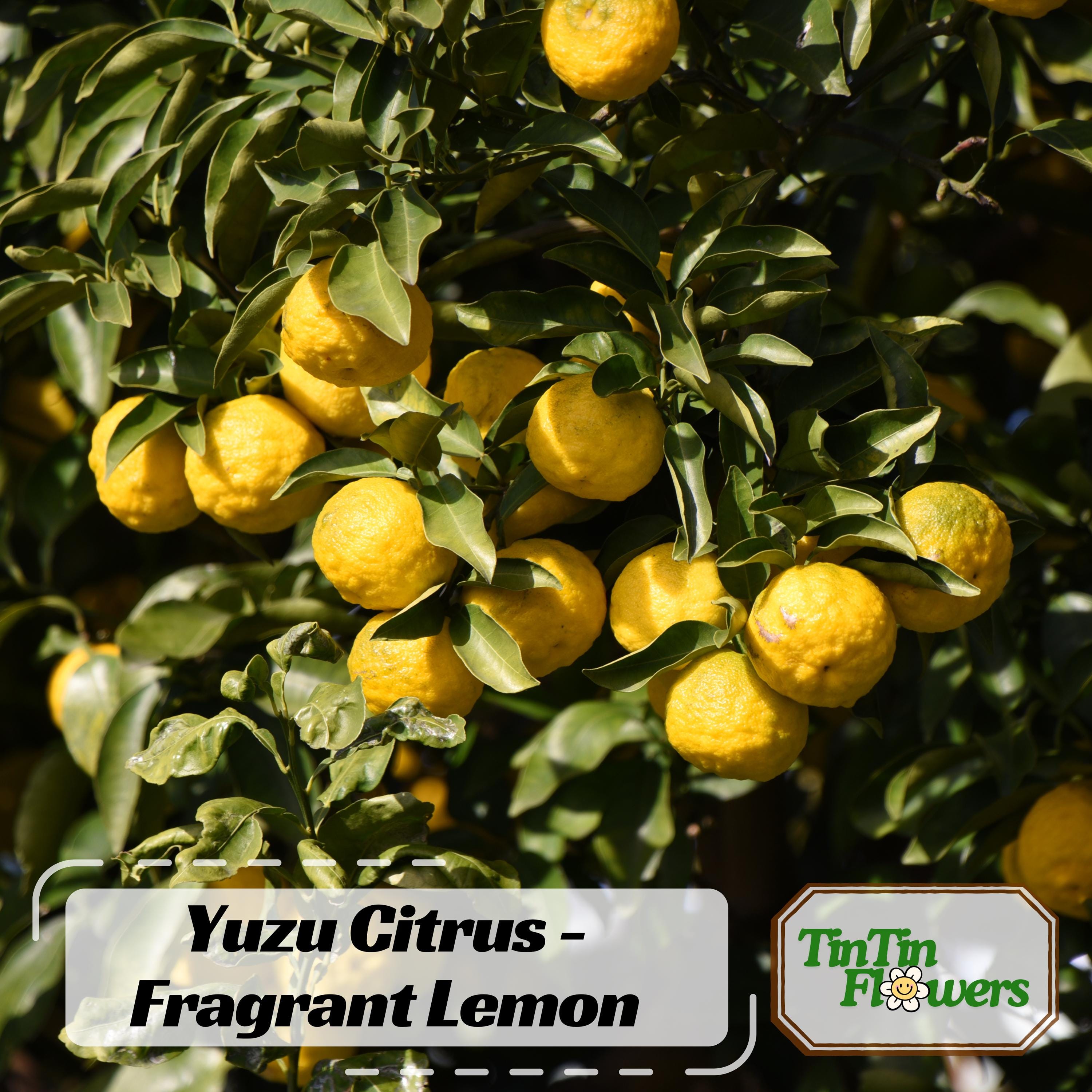 中柚子 Yuzu Citrus Seeds - Fragrant Lemon Tree Seeds - Japanese Yuzu