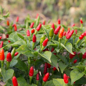 Semillas de chile picante Bird’s Eye – Variedad tailandesa picante – Capsicum frutescens – Picante tradicional – 35 semillas – Sin OMG – 6039 imagen 14