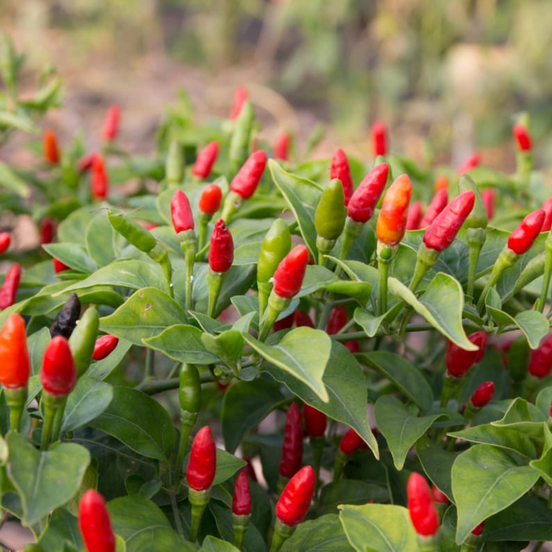 Semillas de chile picante Bird’s Eye – Variedad tailandesa picante – Capsicum frutescens – Picante tradicional – 35 semillas – Sin OMG – 6039 imagen 14