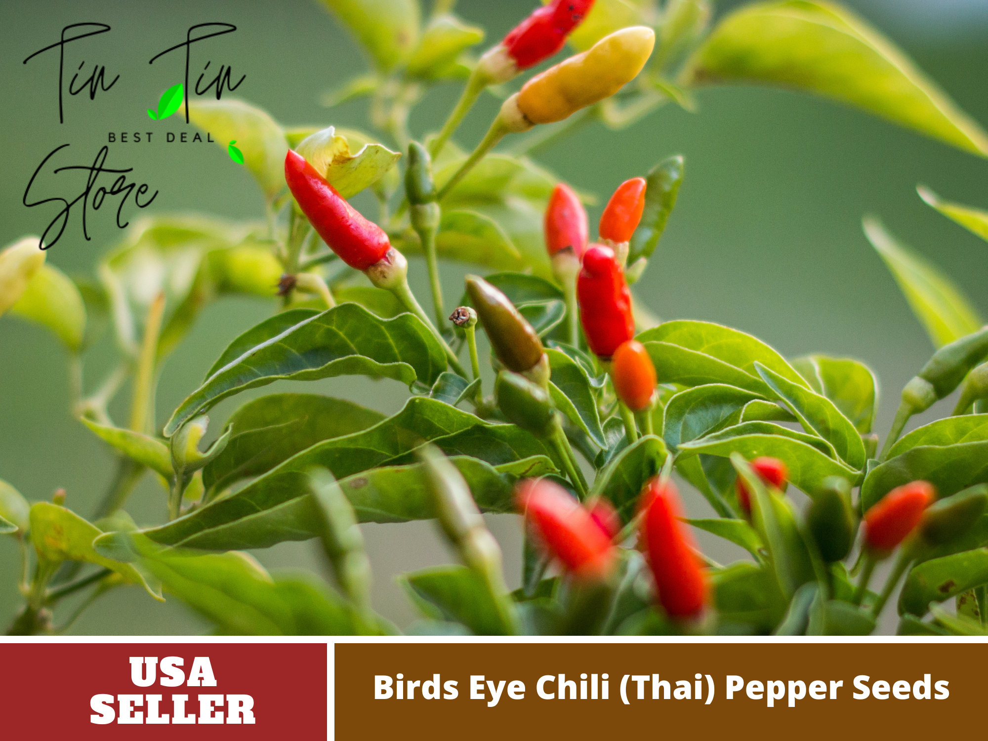 Bird’s Eye Chili Pepper Seeds – Thai Hot Variety – Capsicum Frutescens ...