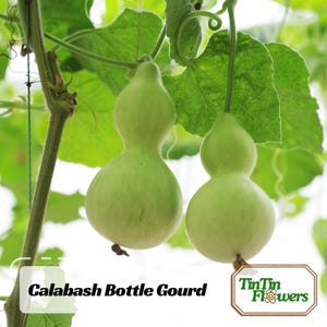 25 Seeds| Calabash Gourd Seeds – Bottle Gourd – Lagenaria Siceraria – Organic Vegetable Seeds for Edible , Crafts, Climbing Vine#New 5-5