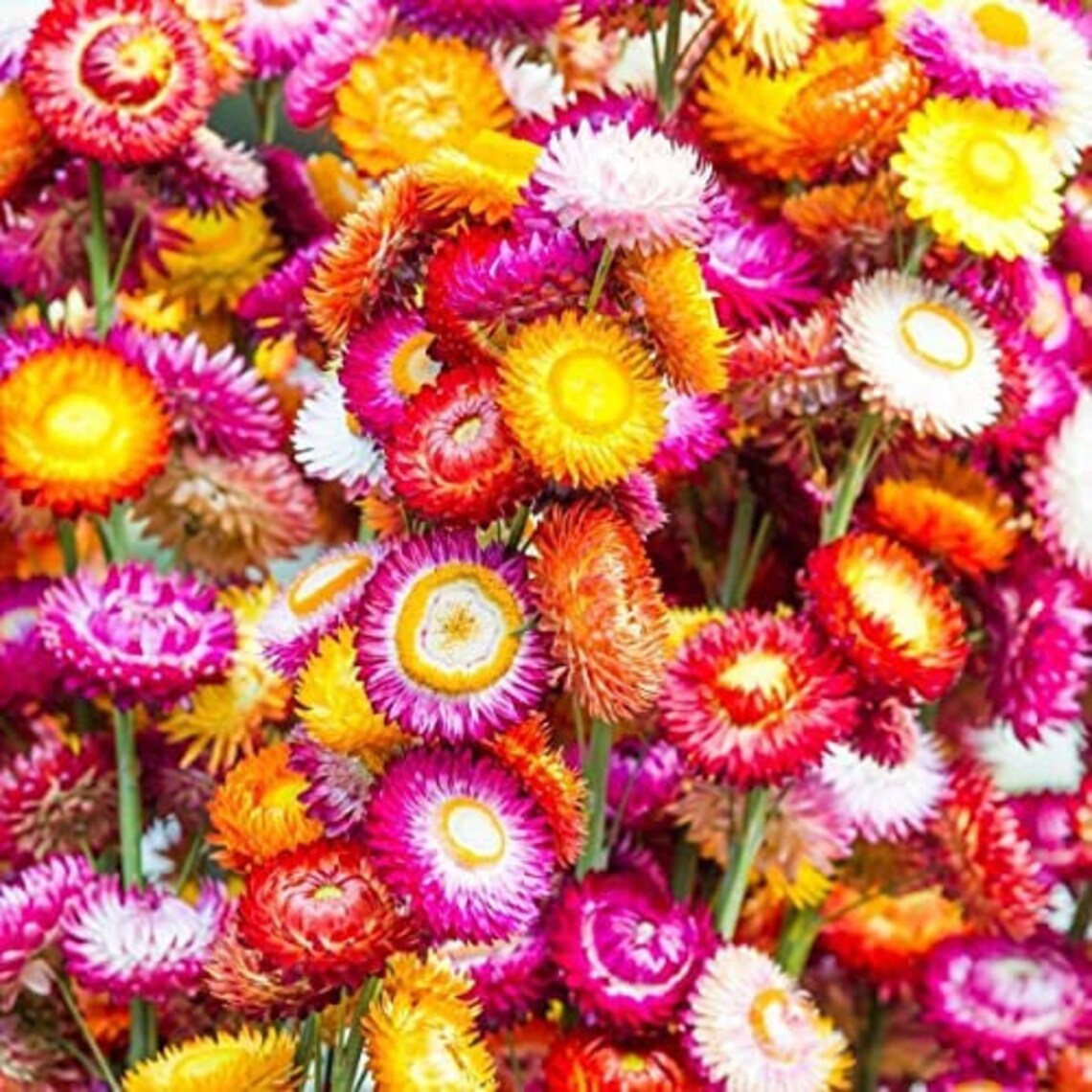 100 Seedsstrawflower dwarf Seedstom Thumb Mix Etsy
