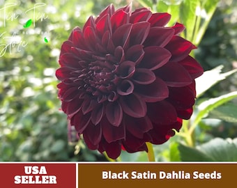 Black Satin Dahlia Seeds-Perennial -Authentic Seeds-Flowers -Organic. Non GMO -Vegetable Seeds-Mix Seeds for Plant-B3G1#D020