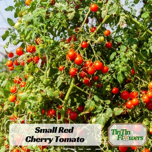 May include: A close-up of a tomato plant with many small red cherry tomatoes growing on it. The plant is green and leafy, and the tomatoes are clustered together in bunches. The text "Small Red Cherry Tomato" is visible in the image.