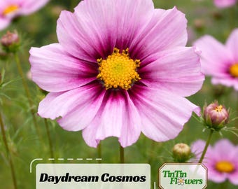 Pink Daydream Cosmos Seeds | Open-Pollinated | Soft Pink Blooms | Easy to Grow |Pollinator-Friendly |Gardens & Bouquets