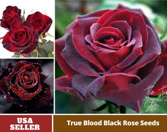 True Blood Rose Seeds - Perennial -Authentic Seeds-Flowers -Organic. Non GMO-Mix Seeds for Plant-B3G1 #1078