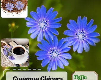 25 Chicory Seeds - Cichorium intybus-  Wildflower – Heirloom Culinary Herb - Non-GMO - Coffee Substitute & Nutritious Greens#6011