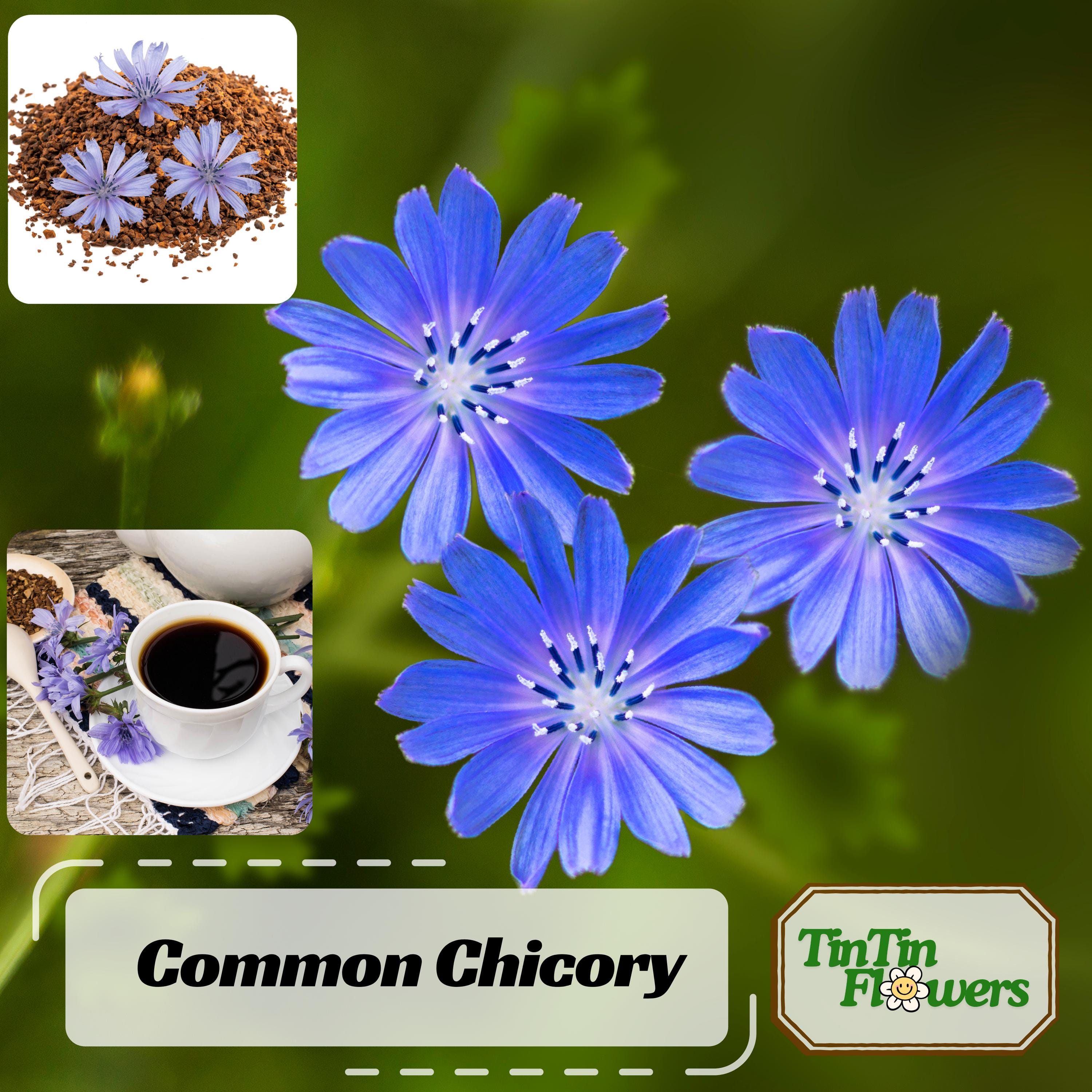 その他 chiory 25 Chicory Seeds - Cichorium Intybus- Wildflower – Heirloom