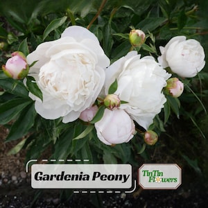 Eden's Perfume Peony Seeds - Perennial -Authentic Seeds-Flowers -. Non GMO -Seeds-Mix Seeds for Plant