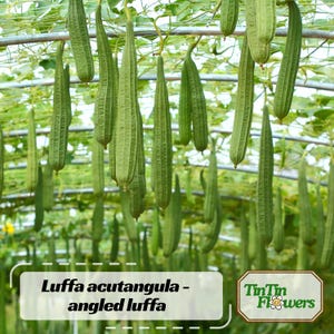 May include: A collection of green angled luffa gourds hanging from a metal frame. The gourds are long, cylindrical, and have a ridged texture. The image includes text that reads "Luffa acutangula - angled luffa" and a logo for "TinTin Flowers".