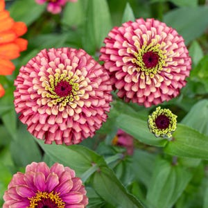 Queen Red Lime Zinnia Seeds | Open-Pollinated, (30 Seeds) image 13