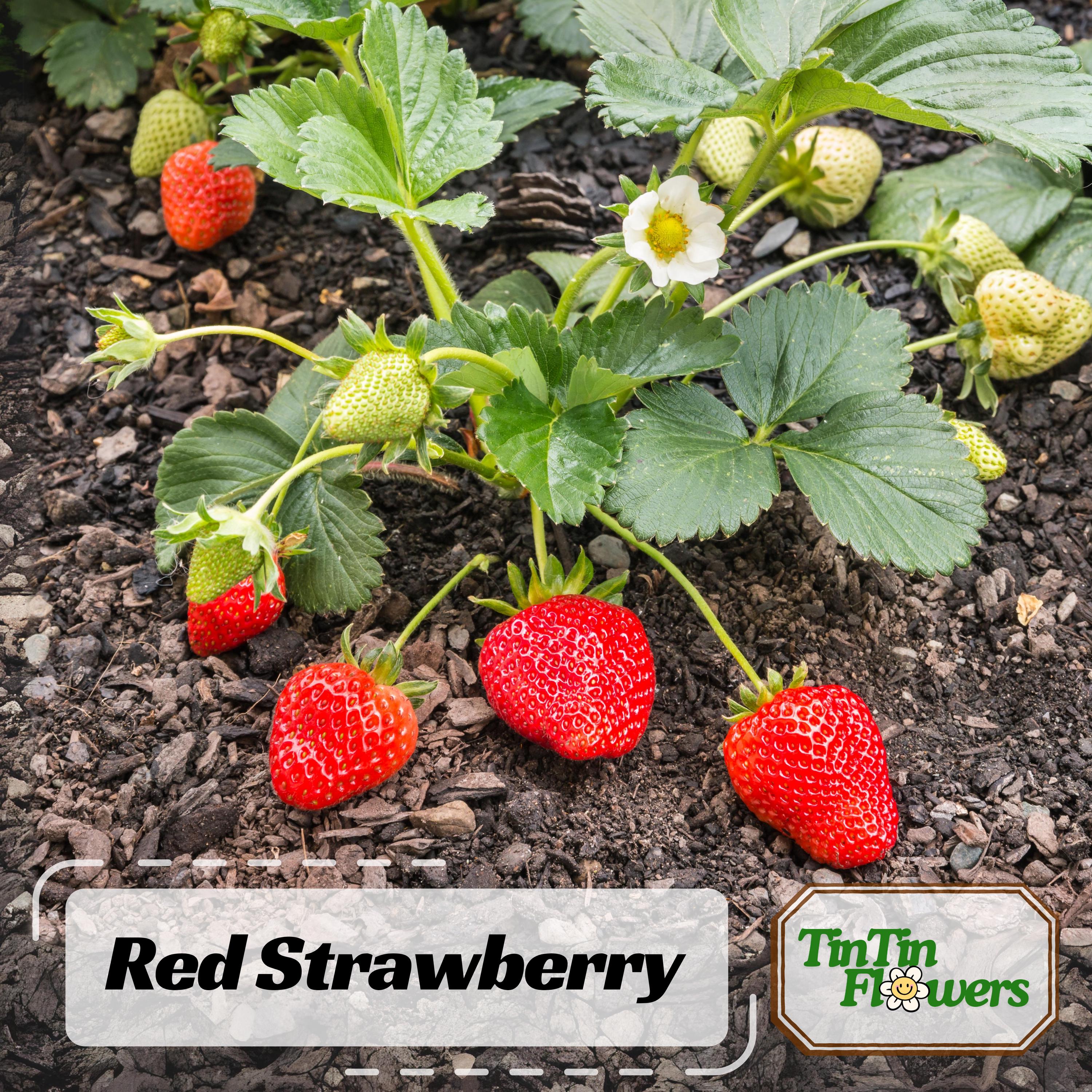 50 Red Strawberry Seeds – Garden Strawberry Fragaria, Heirloom Non